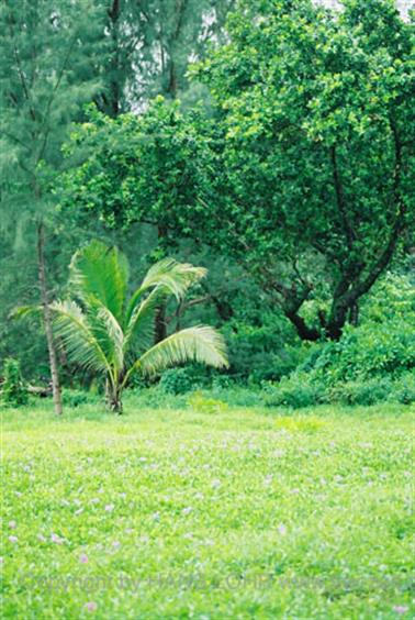 16 Thailand 2002 F1080017 Khao Lak Hotel Tropicana Strand_478